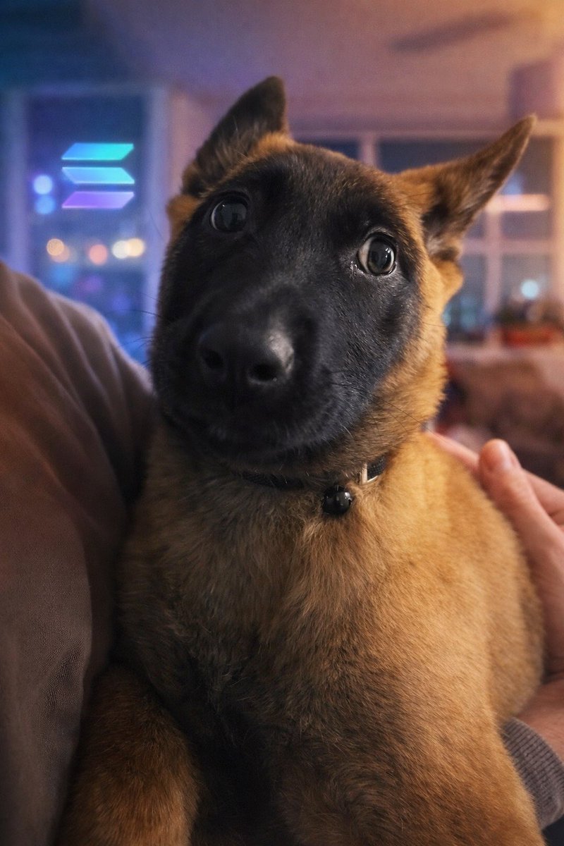 Luna 🐕 Solana’s Lunatix tweet media