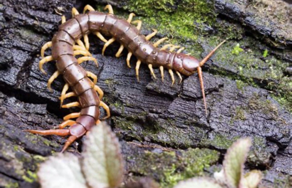 vleafnin 🐰 tweet media