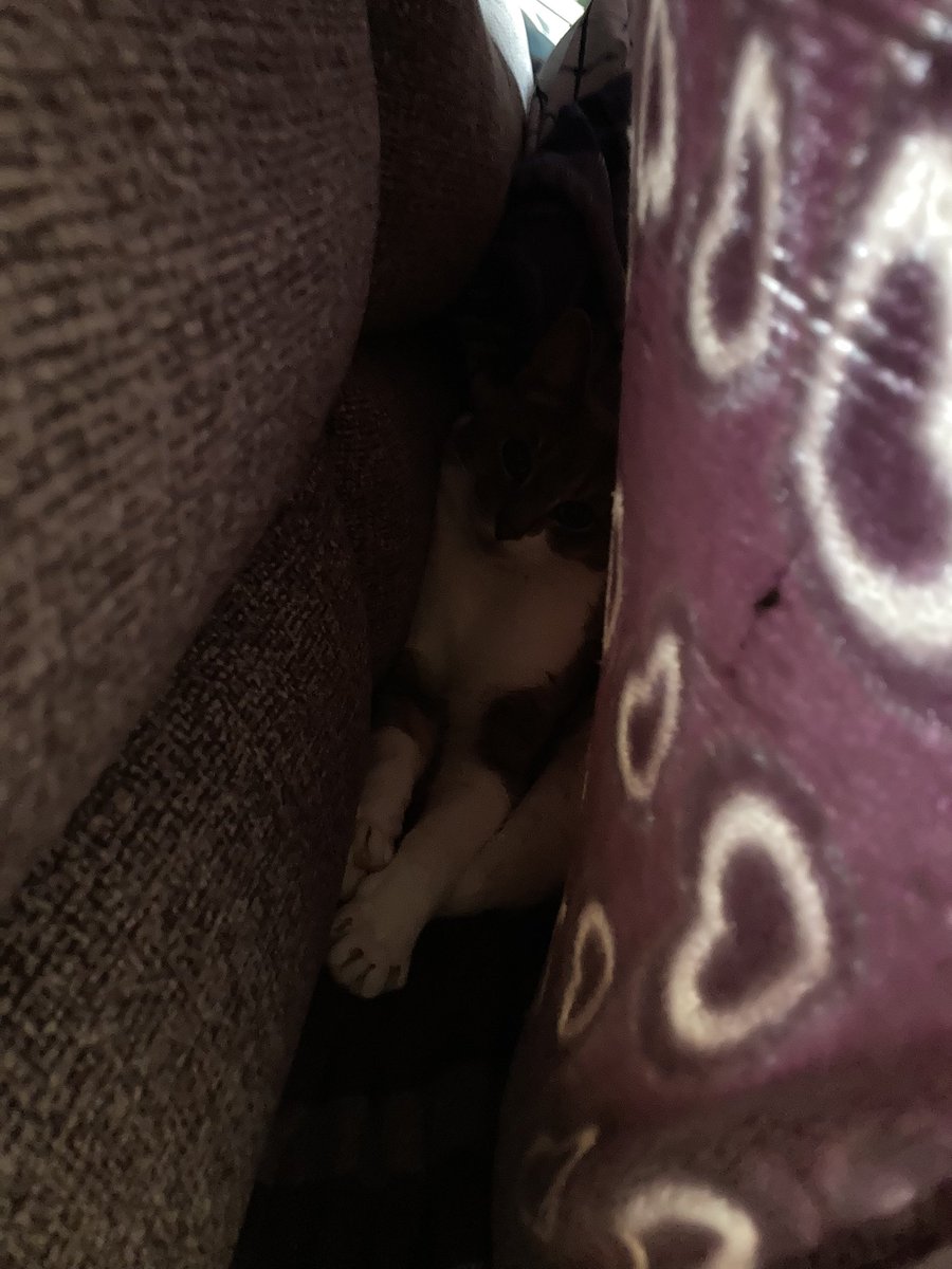 Cherrythe5nd's tweet photo. @iz_kikis_cokie here is pictures of the creature https://t.co/mcx4K9idRz