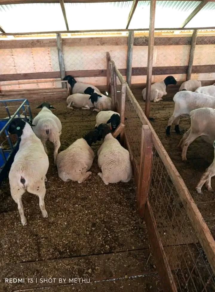 Ignatius tweet media