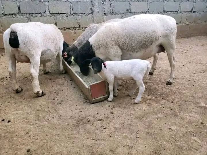 Ignatius tweet media