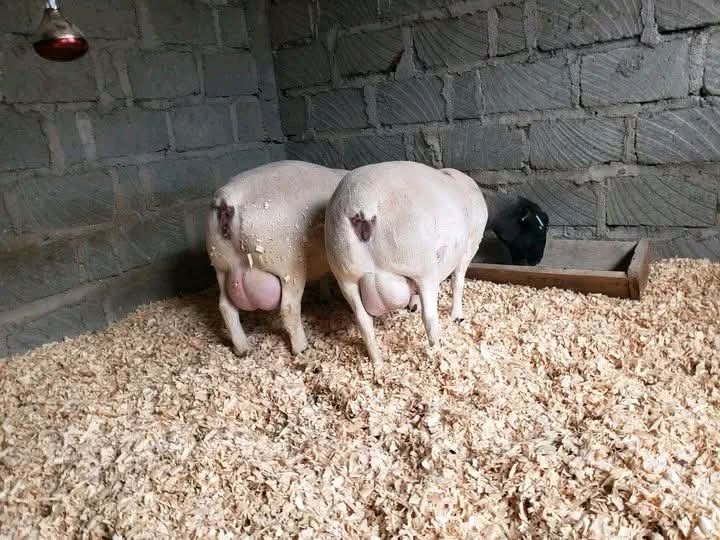 Ignatius tweet media