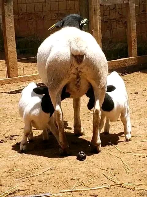 Ignatius tweet media