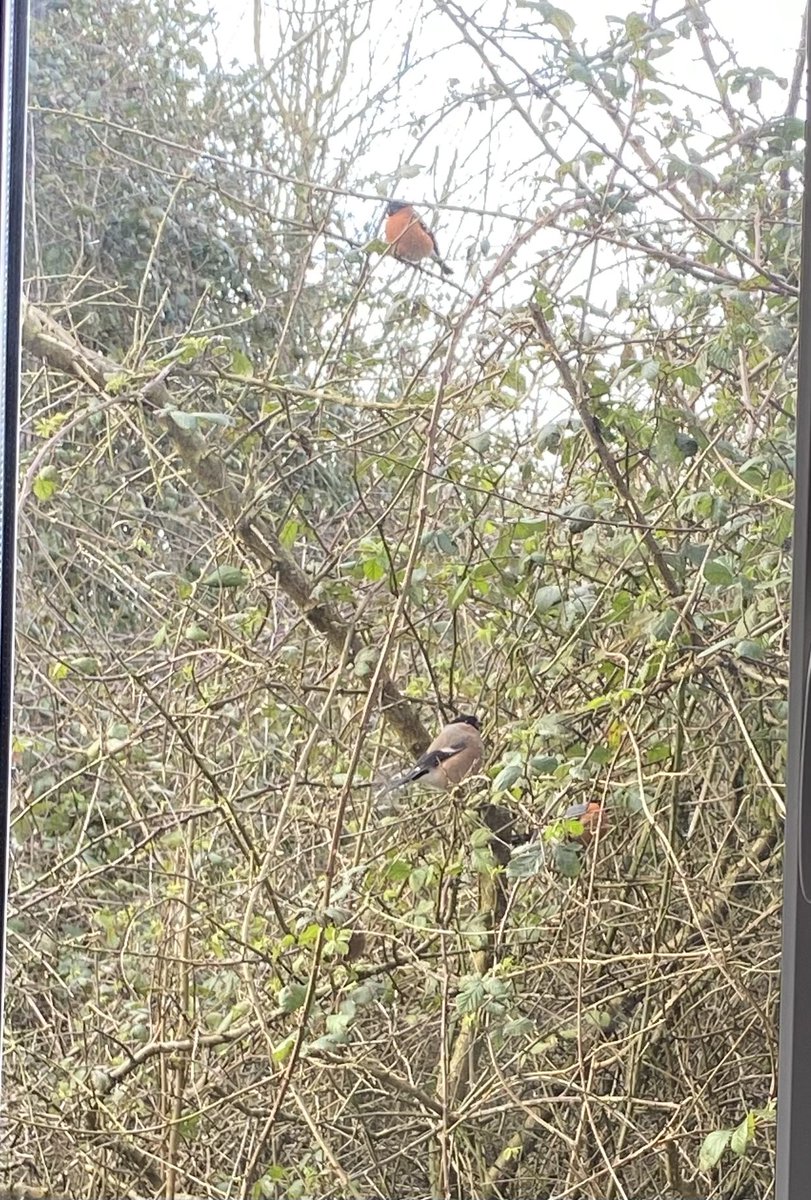 Dr Gail Maher tweet media