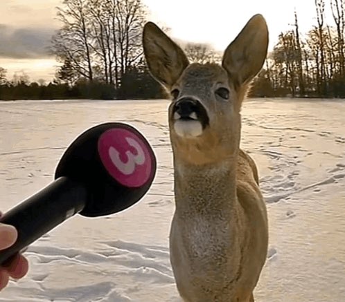 Subboy / Cindi tweet media