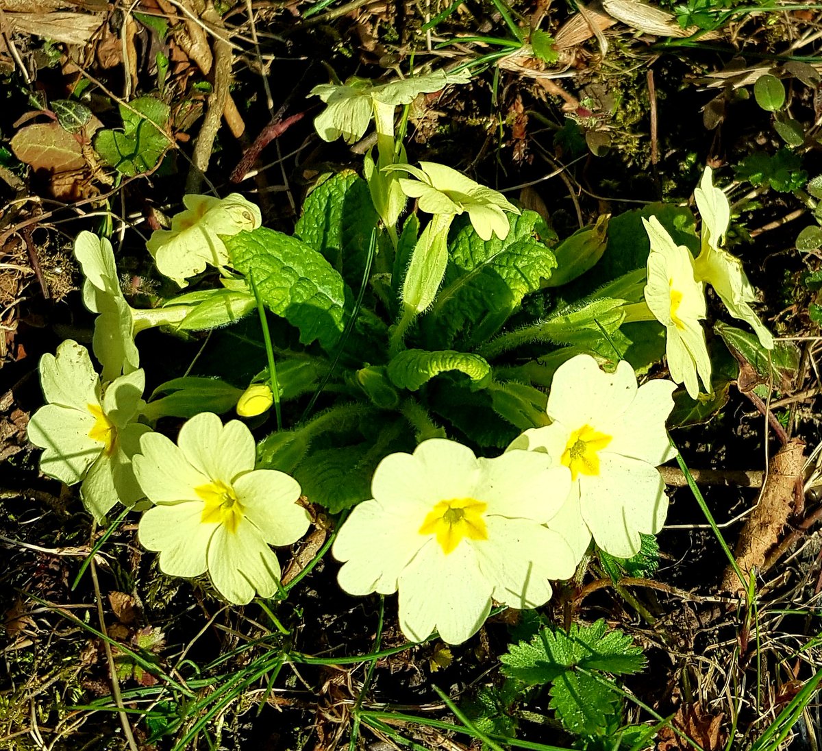 Schlüsselblumen 😊