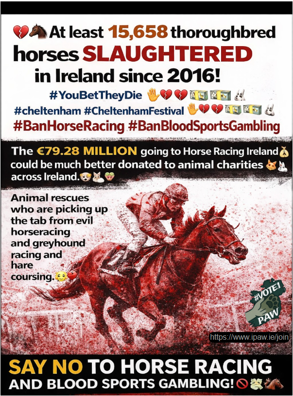 AnimalPartyIE's tweet photo. Every year in #Ireland, the hidden cost of so-called “sport” is paid in animal lives. Since 2016, at least 15,658 thoroughbred horses have been slaughtered—many of them once raced, on before being discarded 💔when they were no longer profitable #CheltenhamFestival #YouBetTheyDie! https://t.co/aHJ52WdQhM