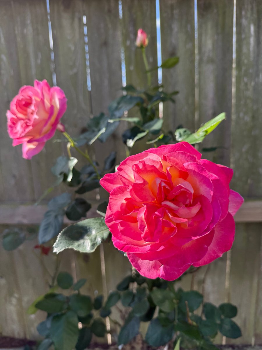 Ags and Stros tweet media