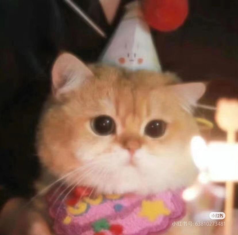 laur ᢉ𐭩 tweet media