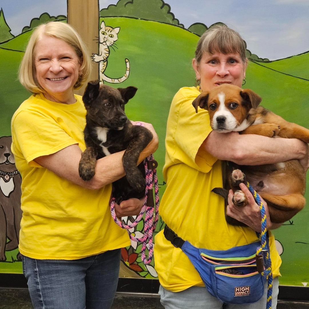 Memphis Humane Society tweet media