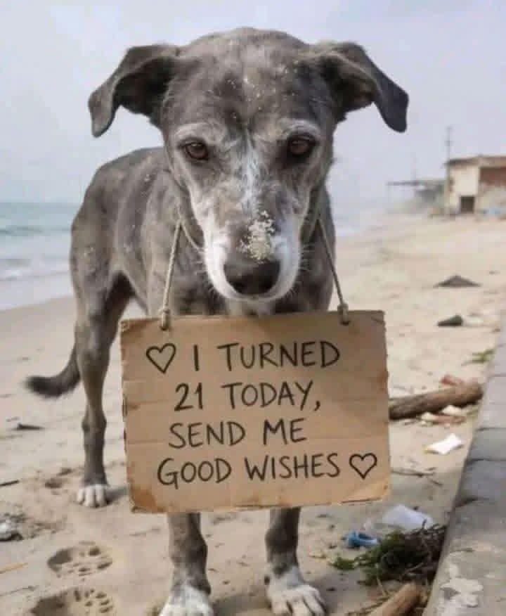 petpuppies👿😺 tweet media