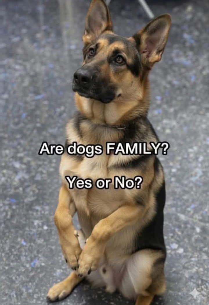 petpuppies👿😺 tweet media