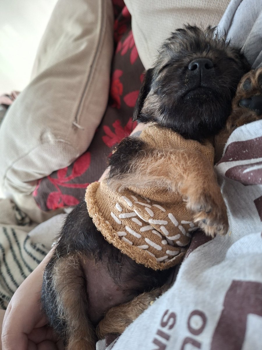 grumpyteen2's tweet photo. @GrumpygrumpsT @Nipper_BT https://t.co/F99Vqw6L92