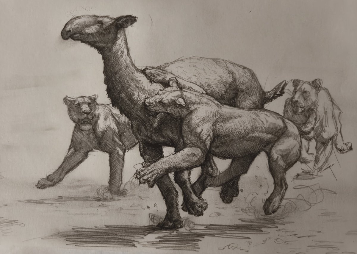 Ischyrososmilus hunting Macrauchenia（＾ｖ＾）
Early Pleistocene, South America
This is a giant cat that seems to be overlooked by everyone. Before the Smilodon, it was the king of South America and one of the largest cats ever recorded in South America（⌒▽⌒）