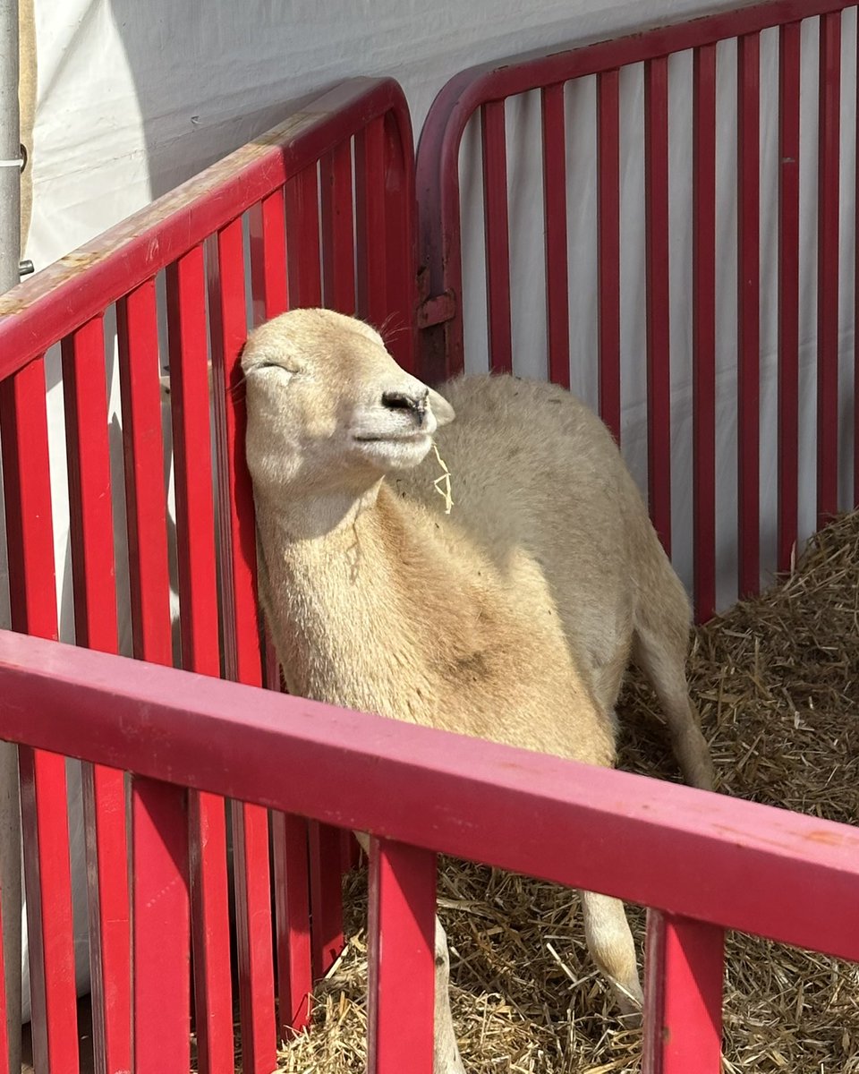 NC State College of Agriculture and Life Sciences tweet media