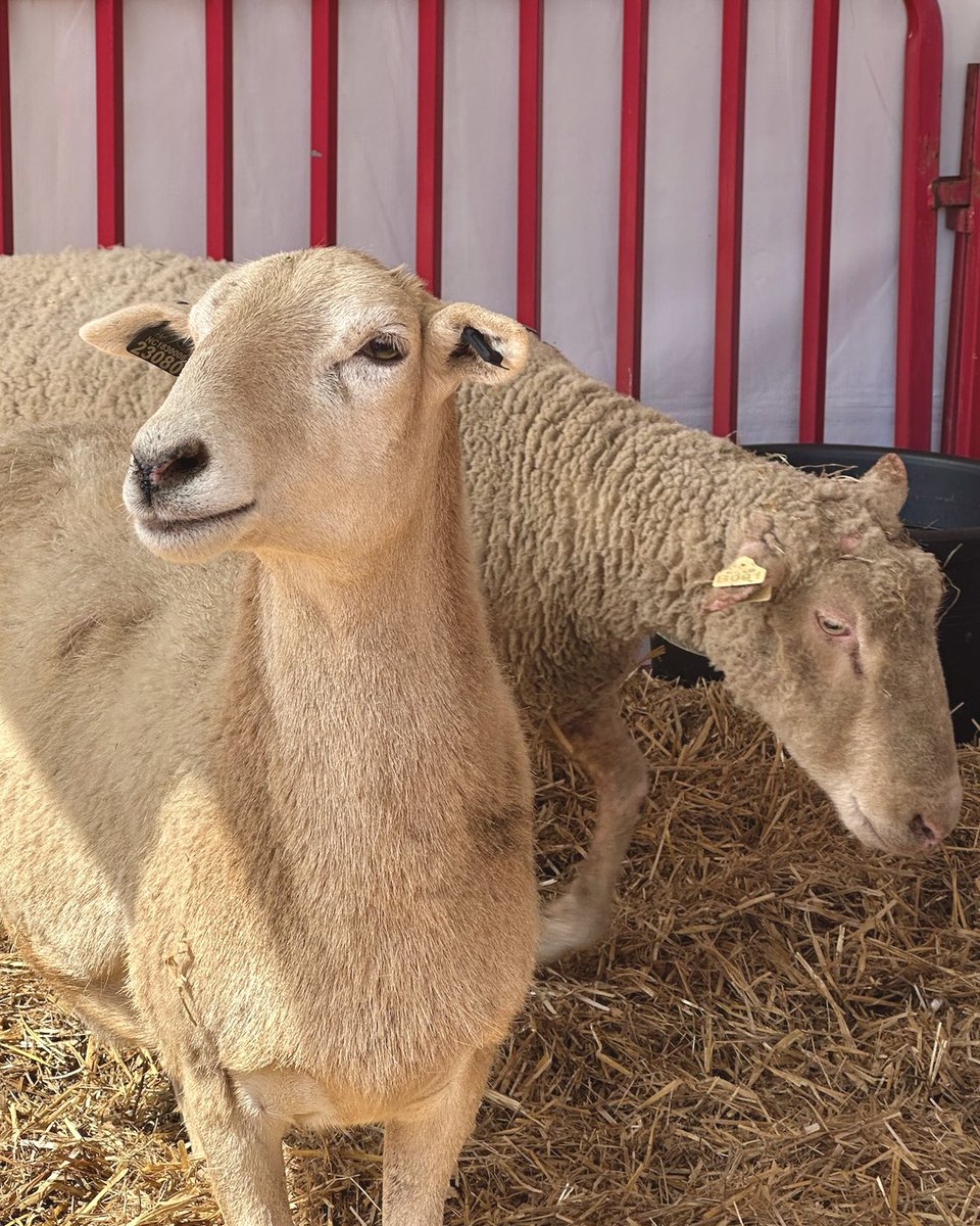 NC State College of Agriculture and Life Sciences tweet media