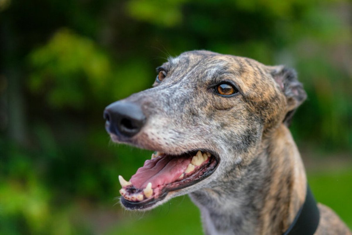 CagesFree's tweet image. In addition to the hundreds of dogs that die from racing injuries, we know from the RTÉ Investigates programme in 2019 that around 6,000 #greyhounds are killed #every year, simply because they are not fast enough
thejournal.ie/readme/animal-…