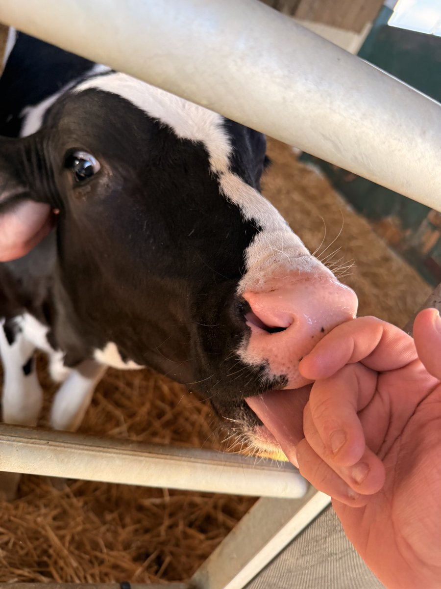 Life of a showLuke ⭐ tweet media