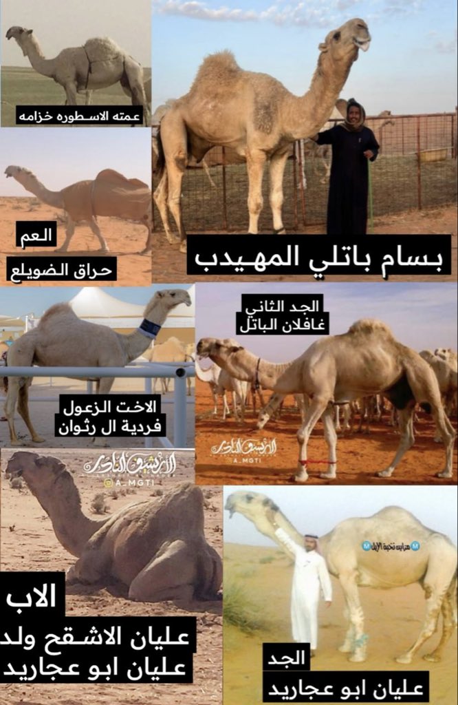 نادر القفاري التميمي ..🐪🎖️ tweet media