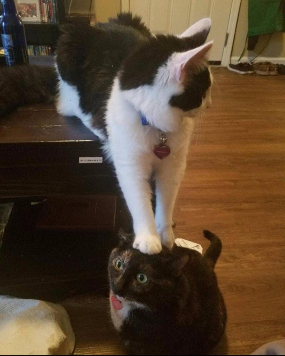 Punch Cat (@punchingcat) on Twitter photo 