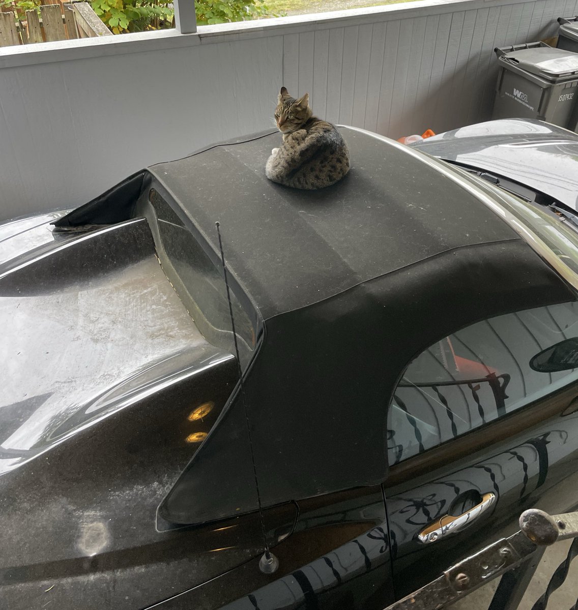 Elder Rubberasylum tweet media