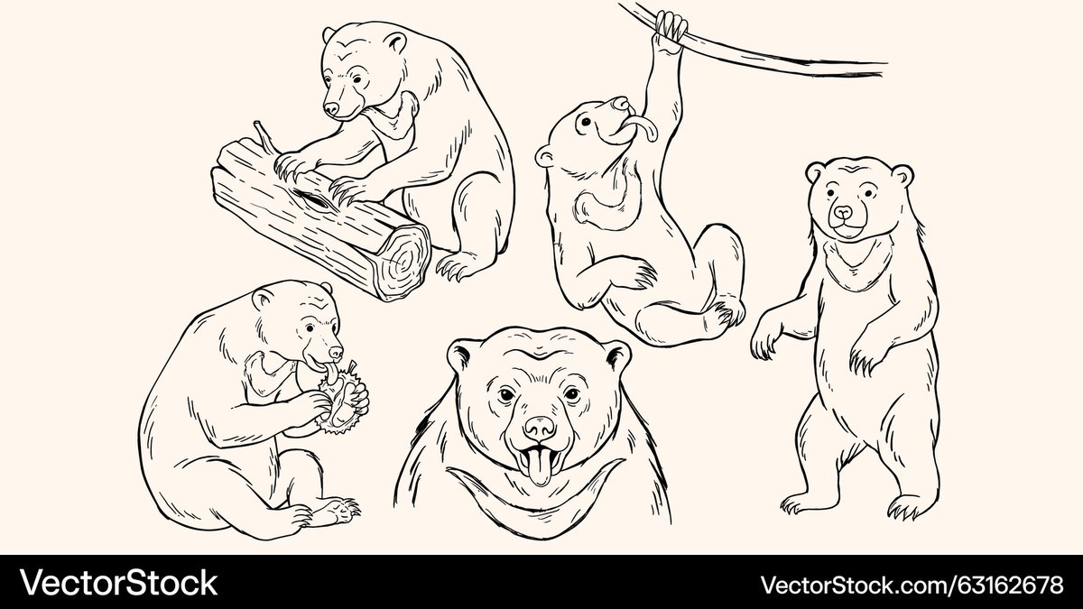 Latest Vector <a href="/VectorStock/">VectorStock</a> sun bear sketch #VectorStock vectorstock.com/63162678