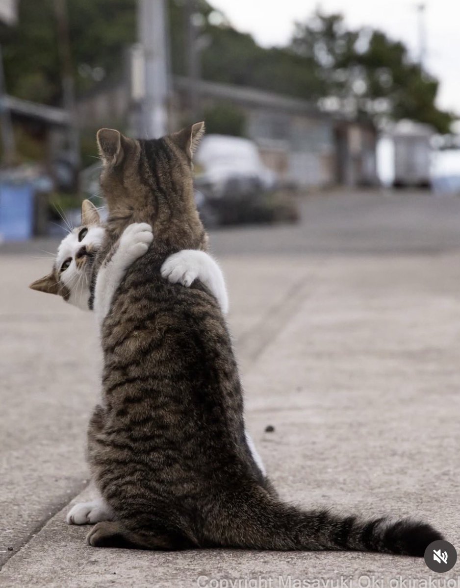 AJ Paterson tweet media