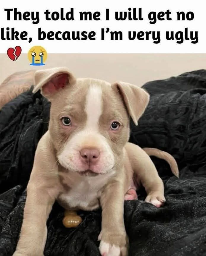 Patricia tweet media