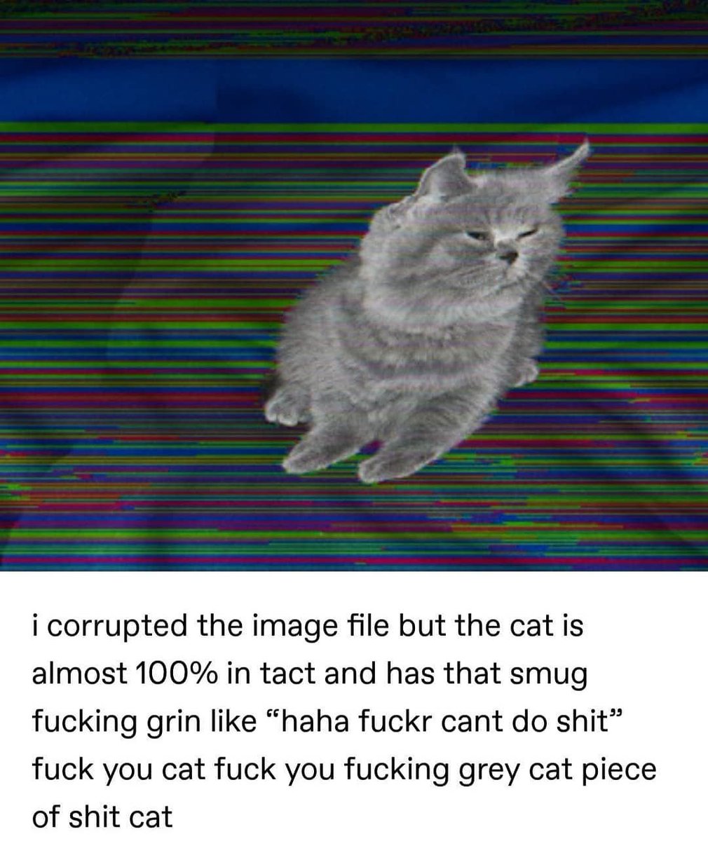 Punch Cat tweet media