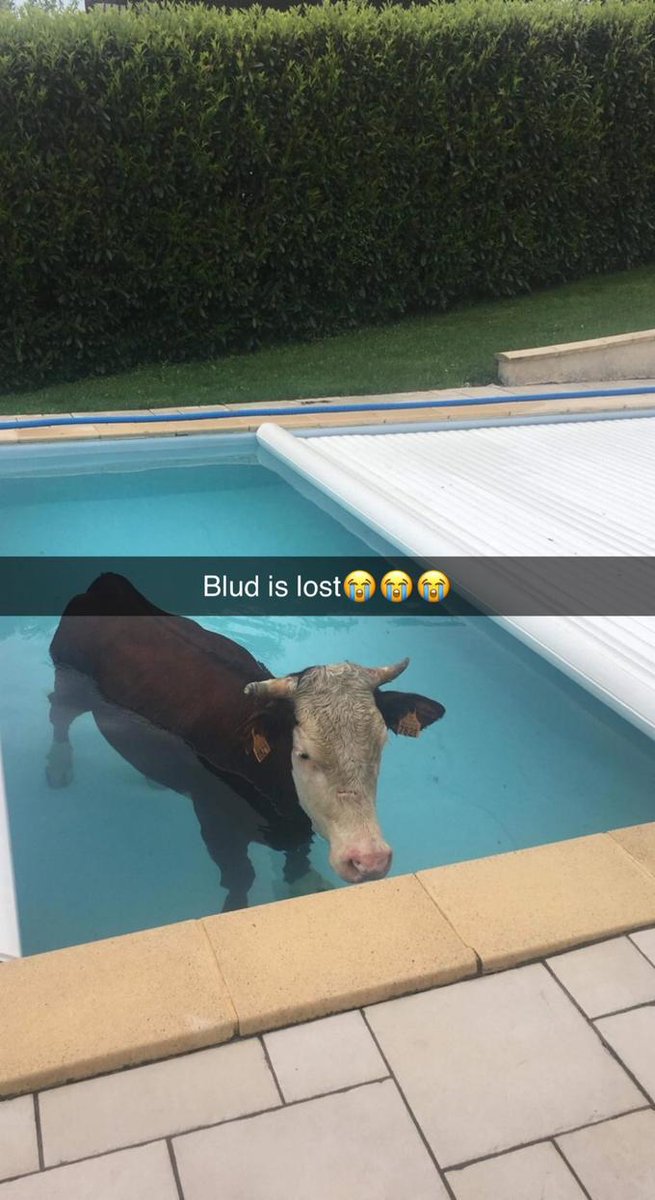 Matías tweet media