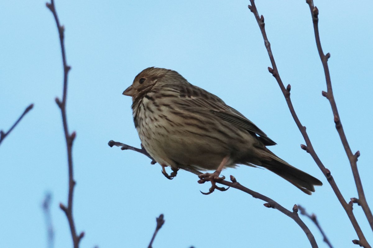 Christopher Teague tweet media