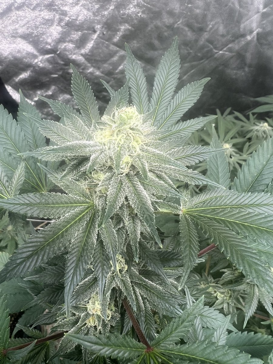 Average Tyrone tweet media