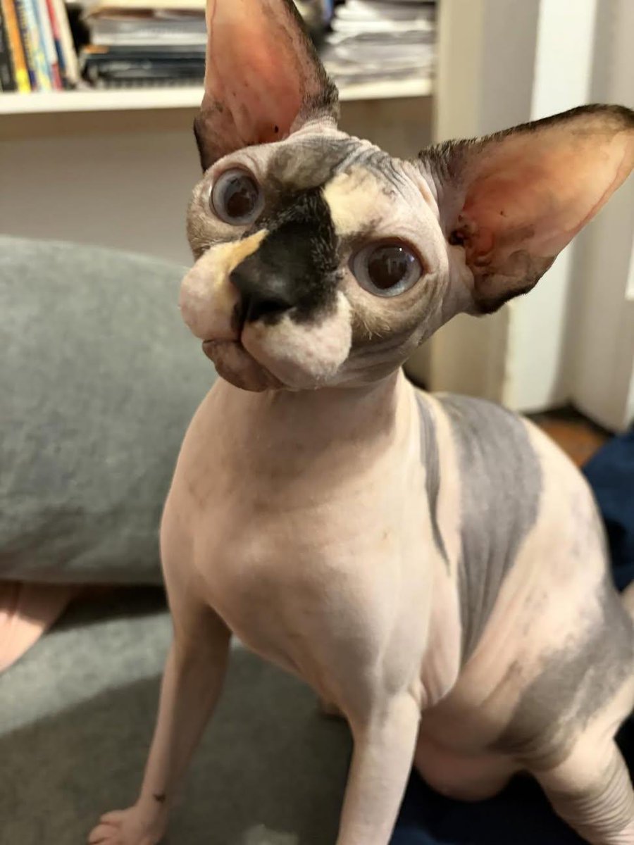 bcubedD 🇺🇲🦅 tweet media