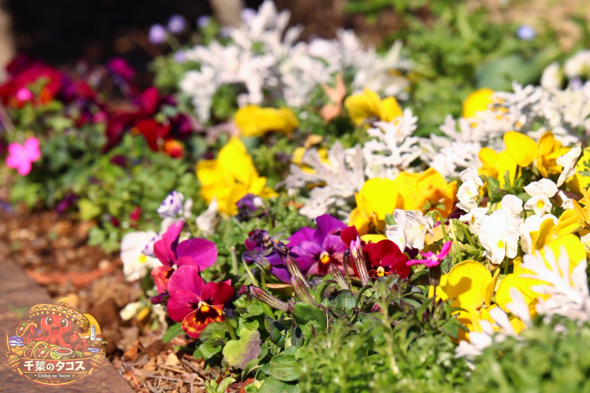 千葉タコス🌮 tweet media