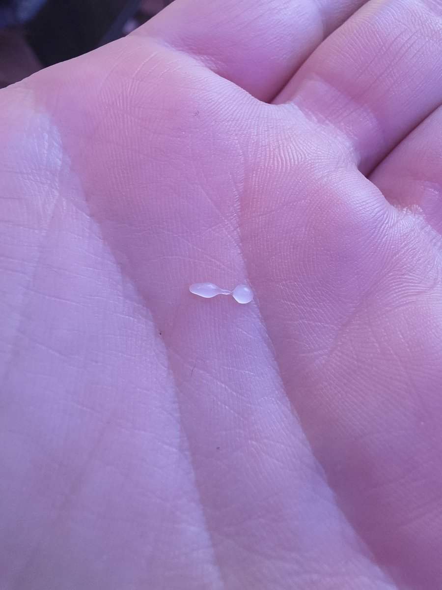 Fosh Dogg tweet media