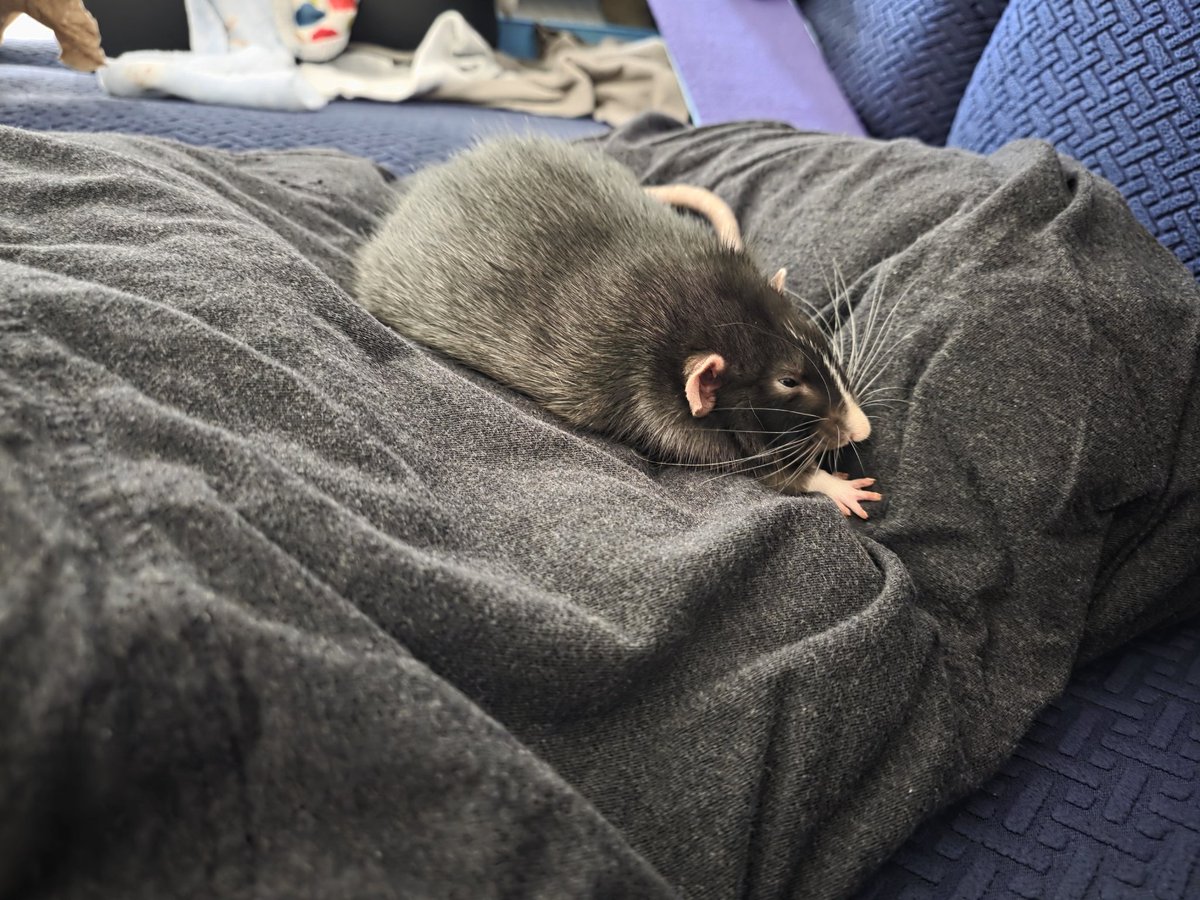 ⚓Nighs🐀 tweet media