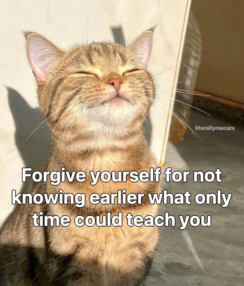 LiterallyMeCats (@literallymecats) on Twitter photo 