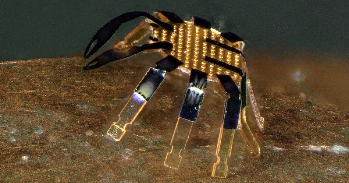 OpticaWorldwide's tweet image. These tiny robot crabs are controlled with a laser: bit.ly/3MTGPJF

With a structurally supportive polyimide (PI) skeleton, these peekytoe-like #robots can walk, bend, twist, turn and jump via #laser remote-control.

#PiDay #Robotics #Lasers