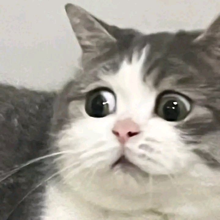 The Cats 𝕏 tweet media