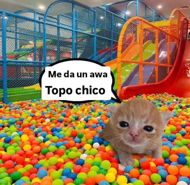 Maestre Mapaxito tweet media