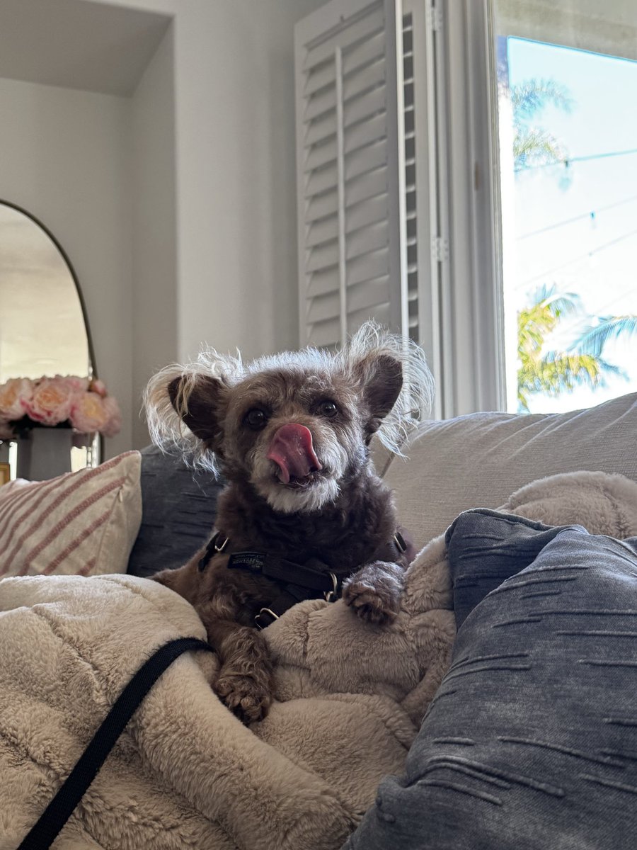 gнαzαℓєн νictoria tweet media