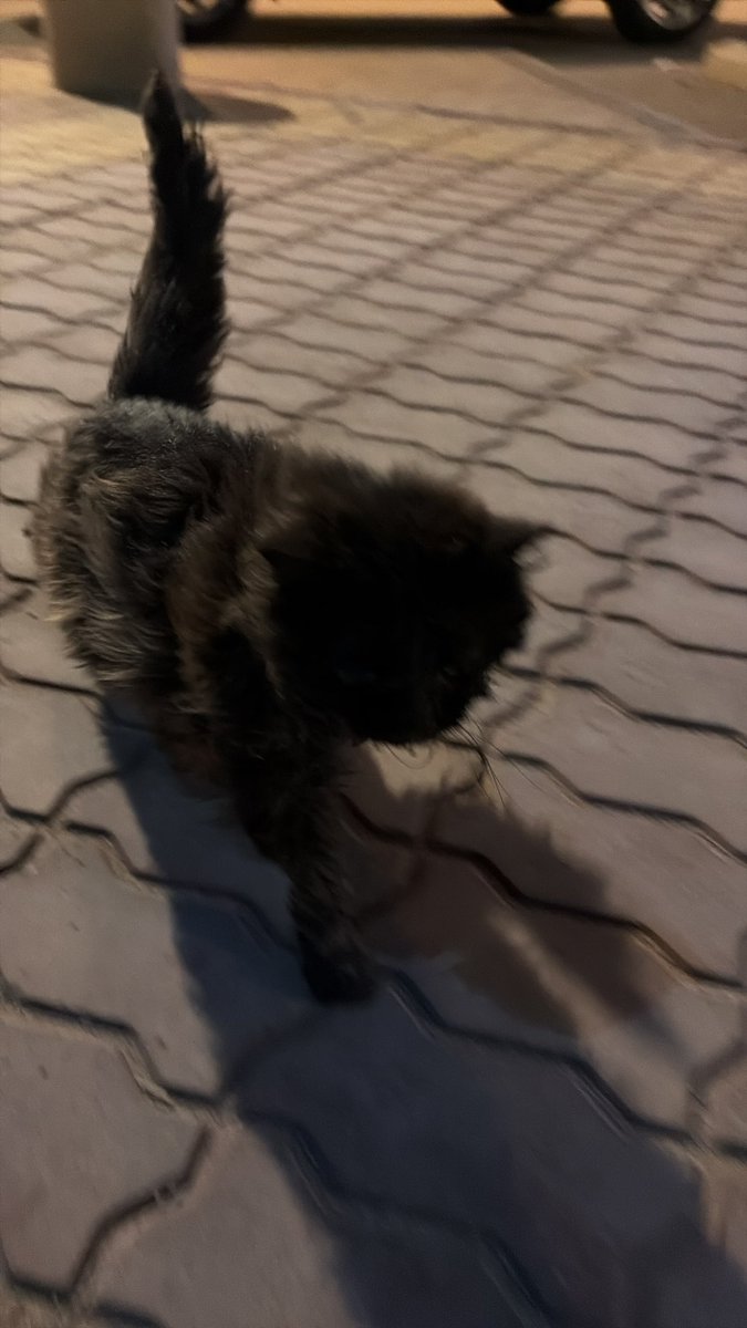 🐈 tweet media