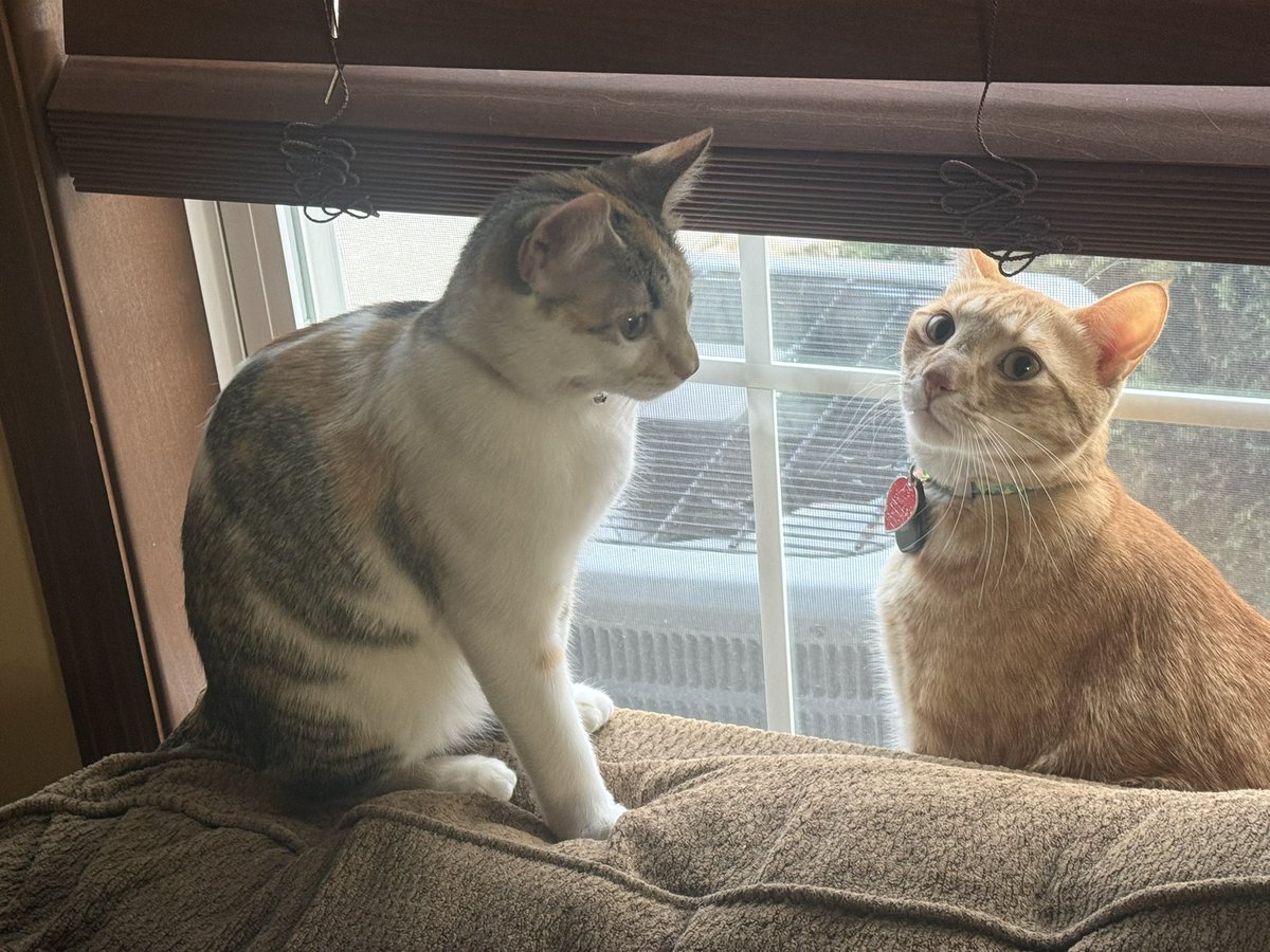 good evening! #CaturdaySaturday