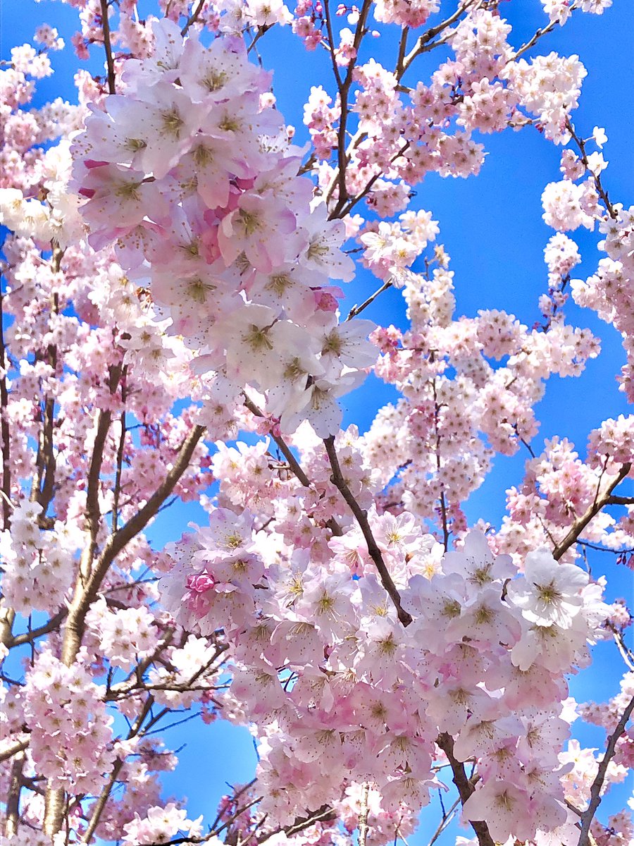 はっちゃん tweet media