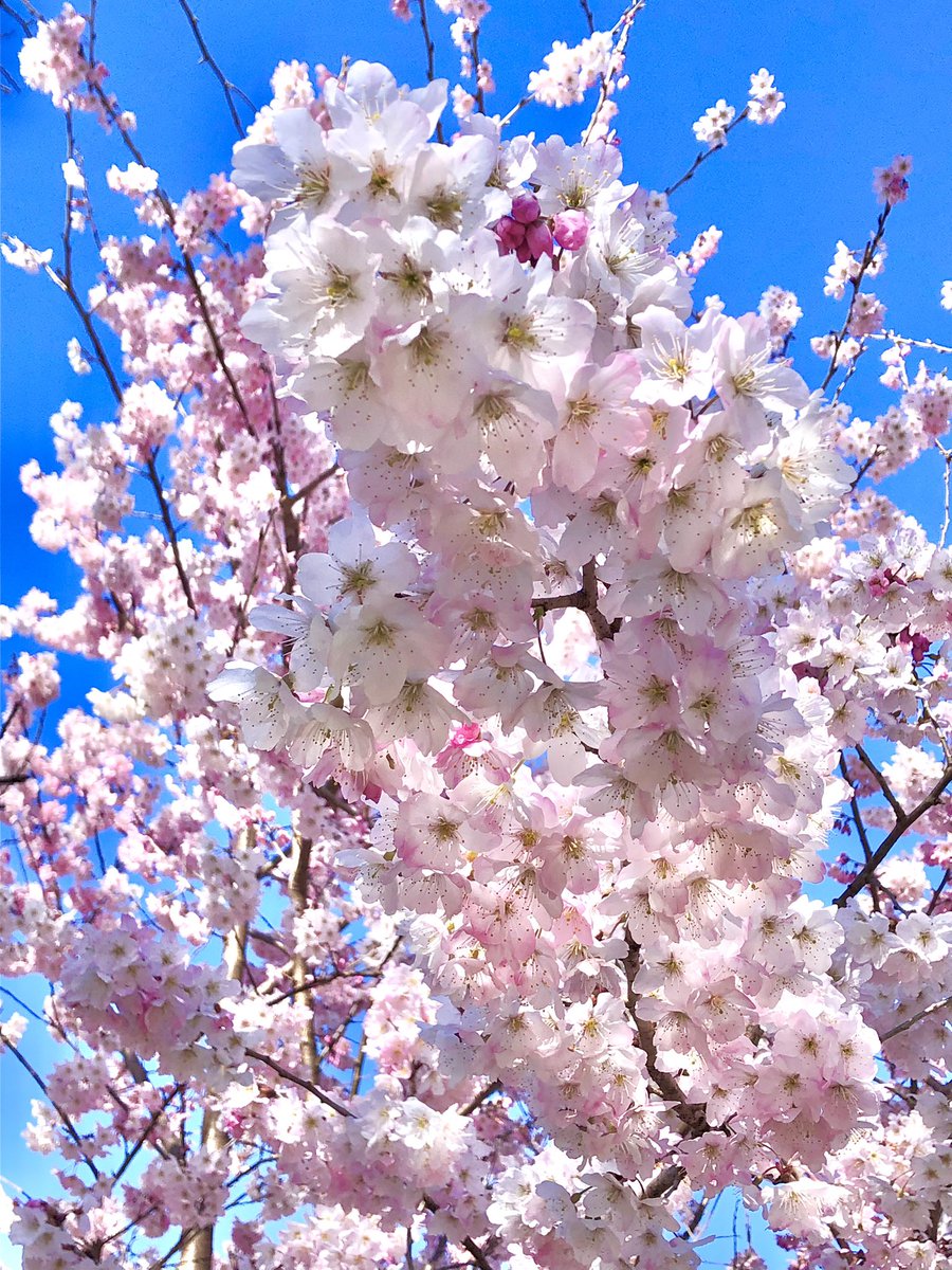 はっちゃん tweet media