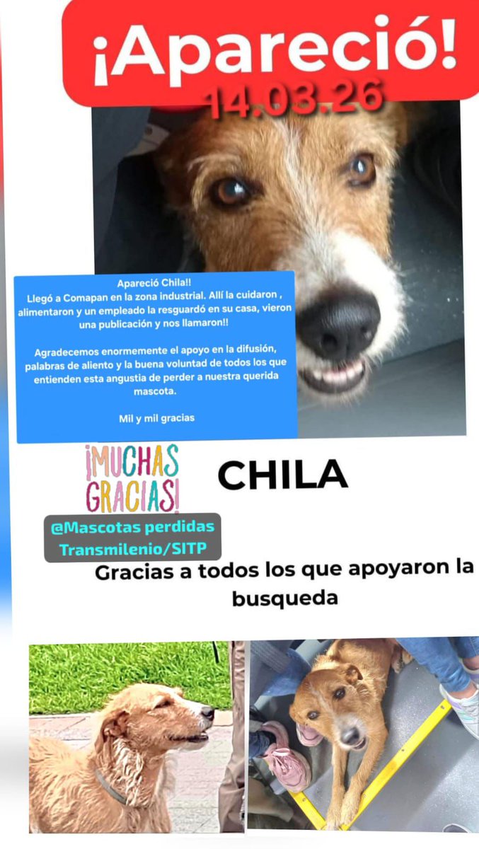 margaritavela's tweet photo. 🥳Buenas noticias
🎉🎊#Chila ya se encuentra a salvo, con su familia🎊🎉
@MONYRODRIGUEZOF
@TransMilenio
@losbuscamos_col
@CamiloJaramill
#ReencuentrosDeCuatroPatas🐾🐾 https://t.co/ALNayeSnYc