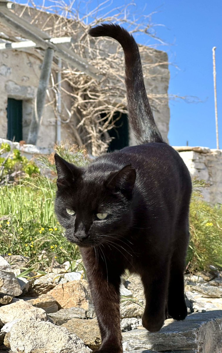 Cats of Iraklia tweet media