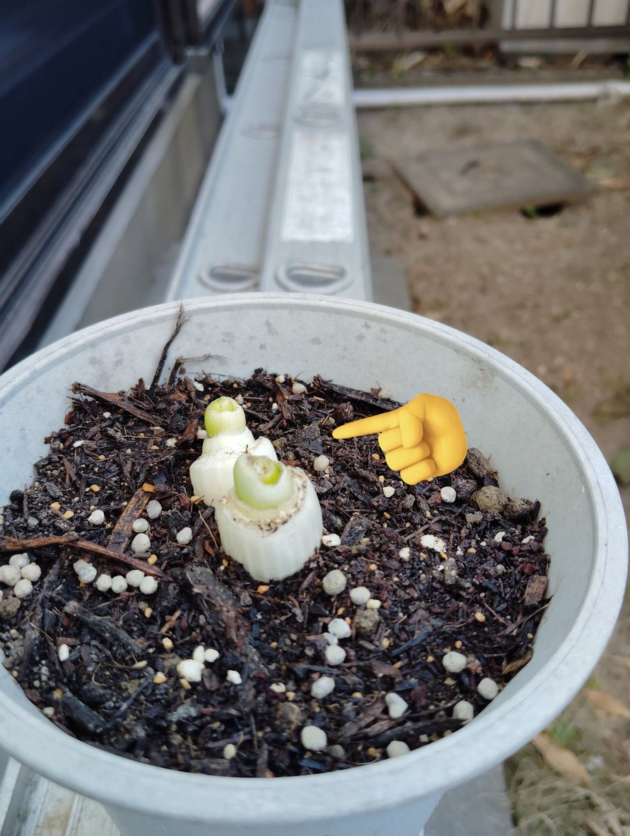 おはようございます😊
再度投稿します🙇
今日の朝の名古屋の天気晴れです😊
気温６℃
ネギ
植えて約10日約1㌢ほど成長して来ました😊
大相撲
熱海富士
今日も白星頑張れ〜