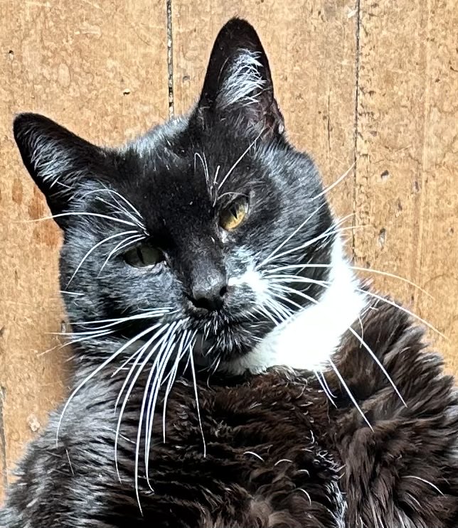 Greg Jackson tweet media