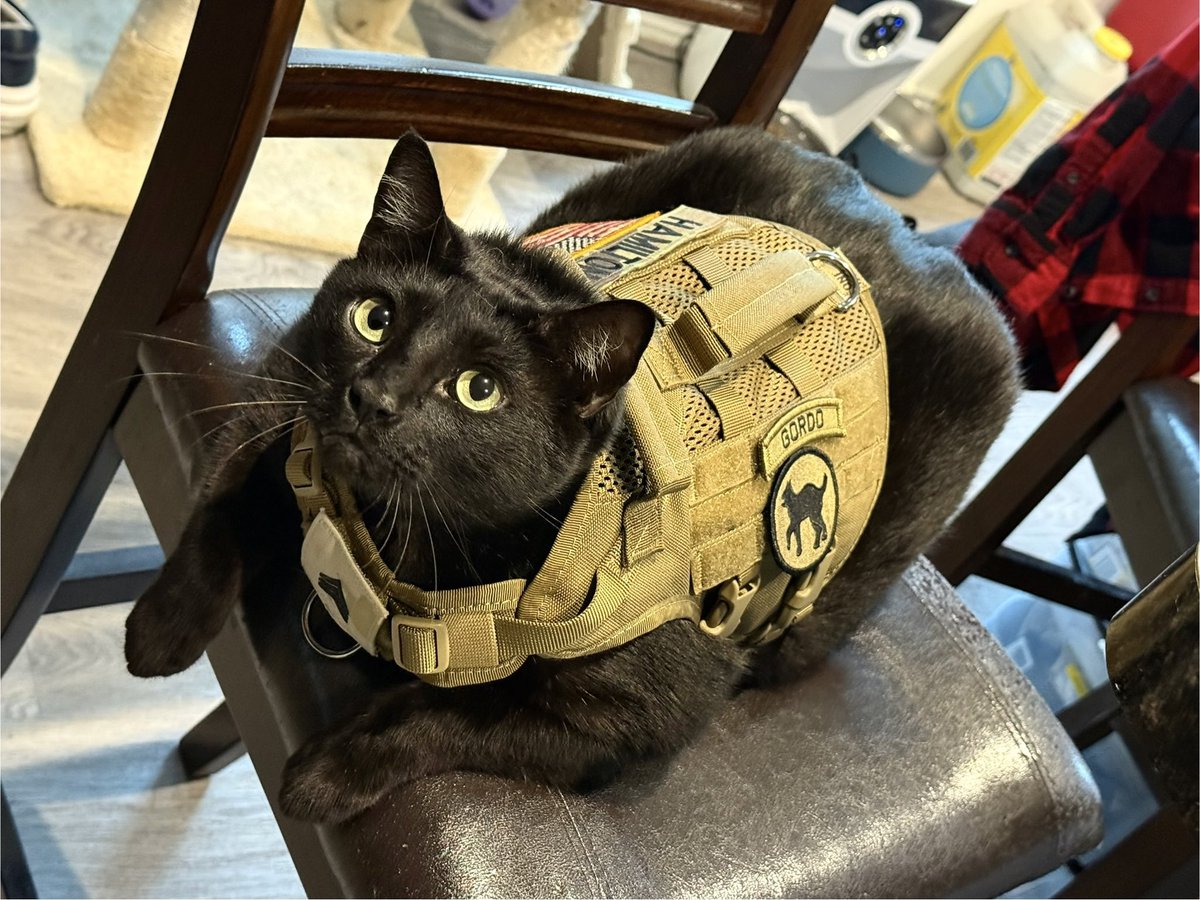 🇺🇸MEGO🇺🇸 tweet media